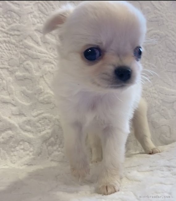 チワワ ロング の子犬をお迎えいただいたお客様の声 口コミ 評判 神奈川県 みんなのブリーダー