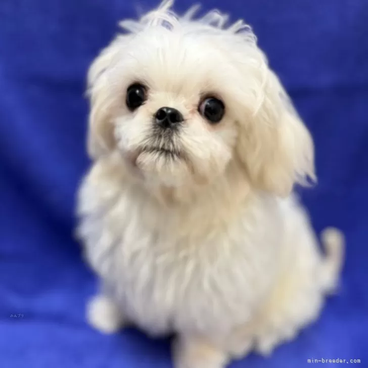 ID:2406-07480の子犬