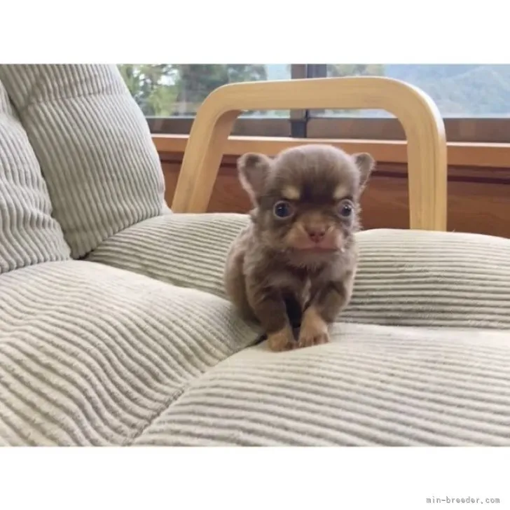 ID:2311-01582の子犬