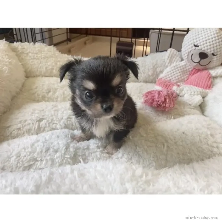 ID:2308-05265の子犬