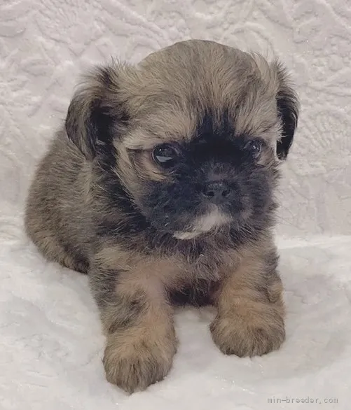 ID：2109-02726の子犬