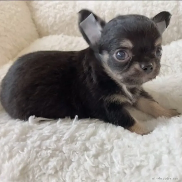 ID:2302-02924の子犬