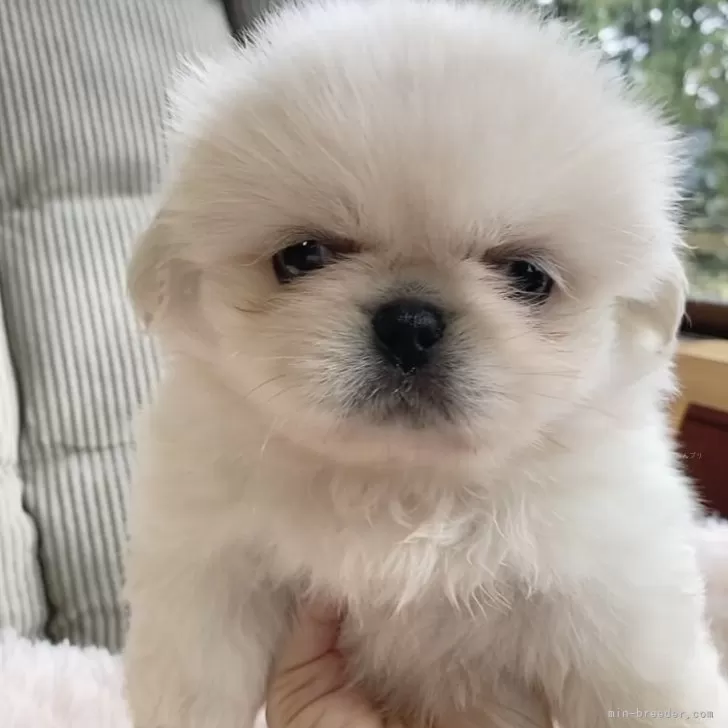 ID：2410-02997の子犬