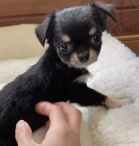 ID：2203-02888の子犬