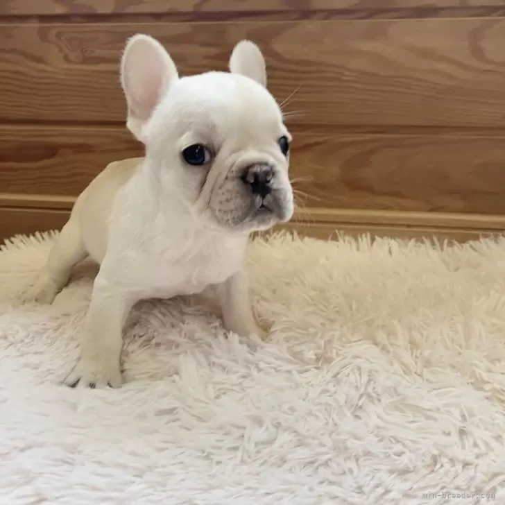 ID：2408-00069の子犬