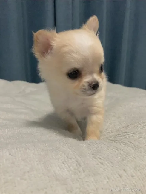 ID:2010-02133の子犬