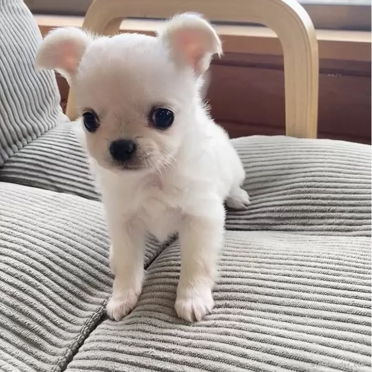 ID:2312-04372の子犬