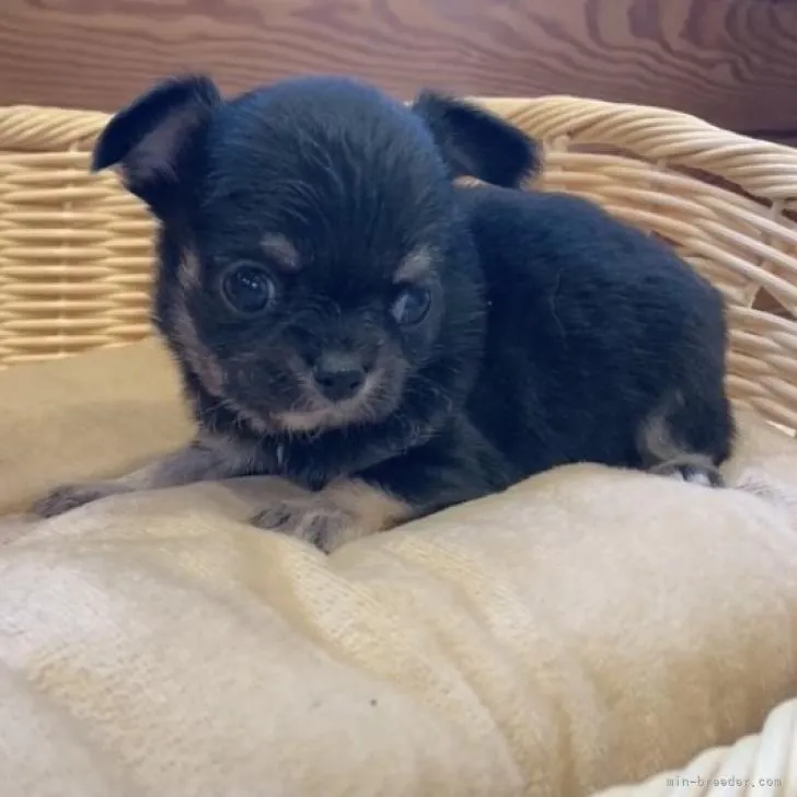 ID:2301-00459の子犬