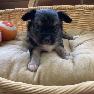 パピチワ(パピヨン×チワワ)【神奈川県・男の子・2022年12月20日・ブラックタン&ホワイト】の写真「2/15よりお迎えできます。ご見学・ご予約受付中✨」