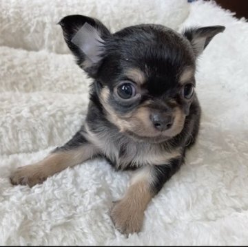 チワワ(ロング)【神奈川県・男の子・2023年1月6日・ブラックタン&ホワイト】の写真「3/4よりお迎えできます。ご見学・ご予約受付中✨」