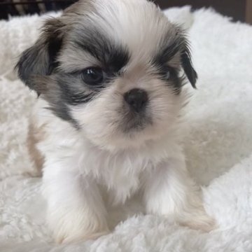 ペキシーズー(シーズー×ペキニーズ)【神奈川県・女の子・2023年1月3日・ゴールド&ホワイト】の写真「3/1よりお迎えができます。ご予約受付中✨」