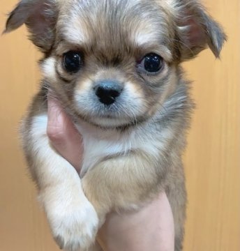 チワワ(ロング)【神奈川県・男の子・2021年11月25日・レッド】の写真「※1/22までの掲載です❤️小ぶりな男の子長男🍀」