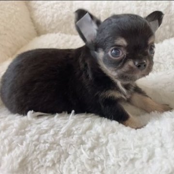 チワワ(ロング)【神奈川県・男の子・2023年1月6日・ブラックタン&ホワイト】の写真「3/4よりお迎えできます。ご見学・ご予約受付中✨」