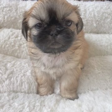 ペキシーズー(シーズー×ペキニーズ)【神奈川県・女の子・2023年1月3日・フォーン】の写真「3/1よりお迎えができます。ご予約受付中✨」