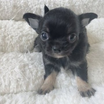 チワワ(ロング)【神奈川県・女の子・2023年1月6日・ブラックタン&ホワイト】の写真「3/4よりお迎えできます。ご見学・ご予約受付中✨」