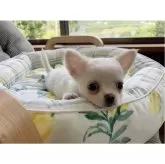 チワワ(ロング)【神奈川県・男の子・2024年4月17日・クリーム】の写真4