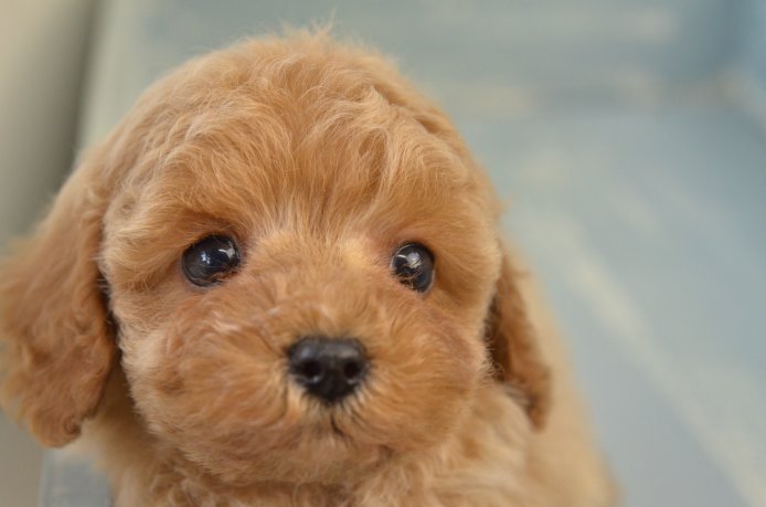 ブリーダー歴37年です。初めての仔犬を飼うかたも安心してお任せください。｜和田　祥敬(わだ　よしたか)ブリーダー(和歌山県・トイプードルなど・JKC登録)の紹介写真1