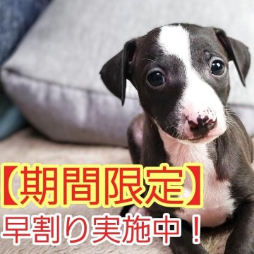 イタリアングレーハウンド【和歌山県・男の子・2025年11月11日・シール&ホワイトマーキング】の写真「早割り実施中！！イタグレの男の子です。」
