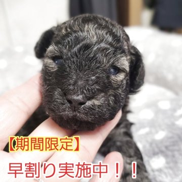 トイプードル(トイ)【和歌山県・男の子・2025年11月18日・ブラック】の写真「【期間限定！！】早割り実施中！！」