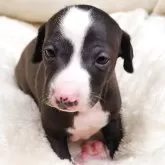 イタリアングレーハウンド