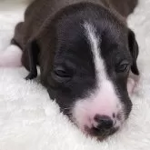 イタリアングレーハウンド