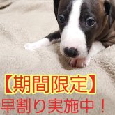 イタリアングレーハウンド