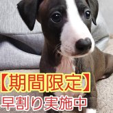 イタリアングレーハウンド