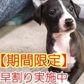 イタリアングレーハウンド