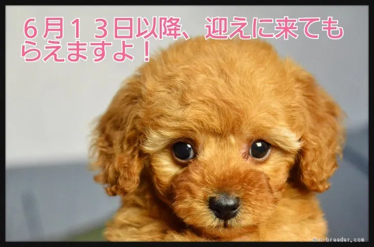 オップ 様のお迎えした子犬