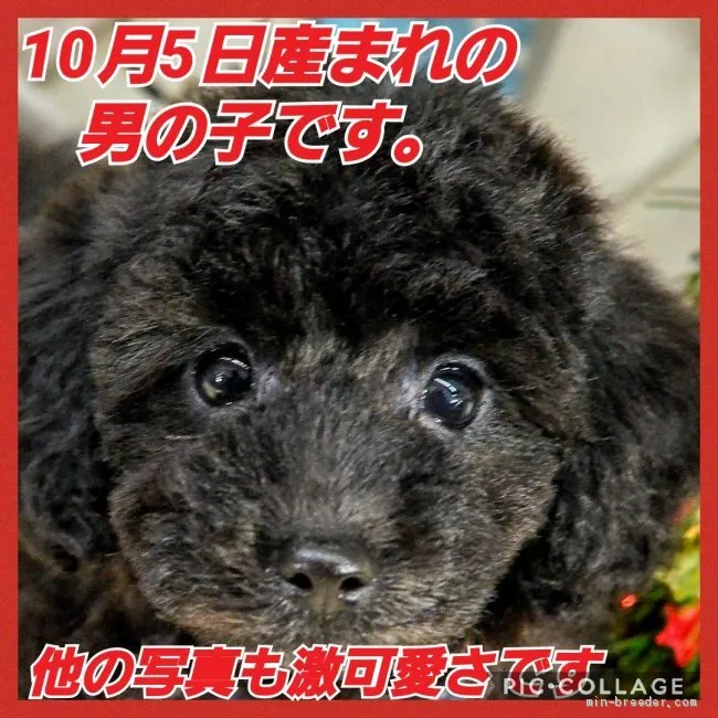 ID：2011-00526の子犬