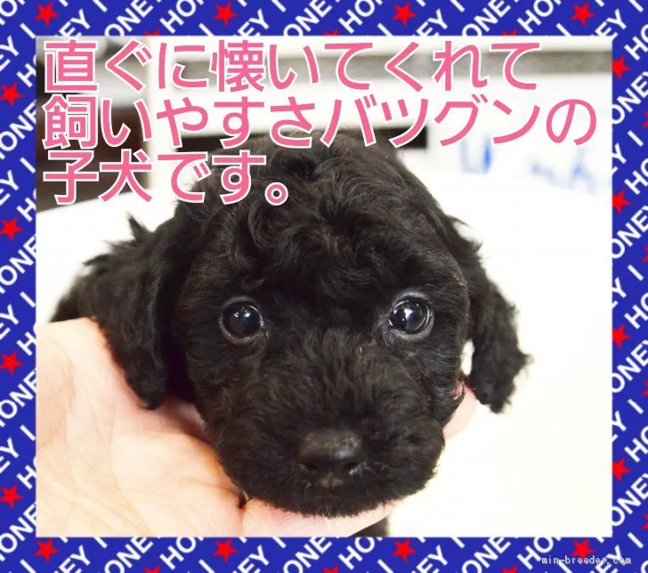 Y.K 様のお迎えした子犬