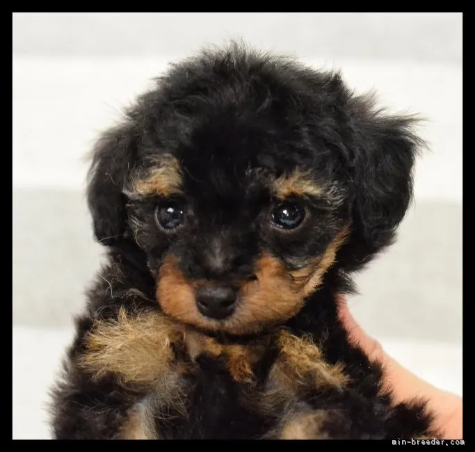 purplethings 様のお迎えした子犬