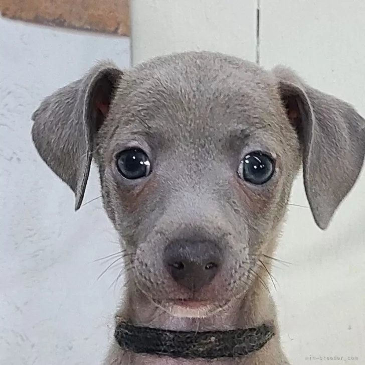 ID：2406-02457の子犬