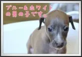 イタリアングレーハウンド【和歌山県・男の子・2019年8月21日・ブルー&ホワイト】の写真1「アパレル大好きな方には人気が高いですね」