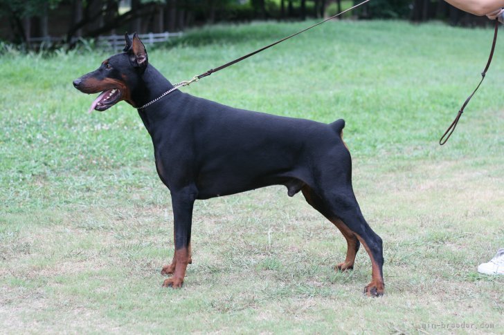 2014年ドーベルマン単独展　成犬牡チャンピオン　4期年嘱託警察犬｜藤原　五月(ふじわら　さつき)ブリーダー(千葉県・ドーベルマンなど・日本警察犬協会（PD）登録)の紹介写真1