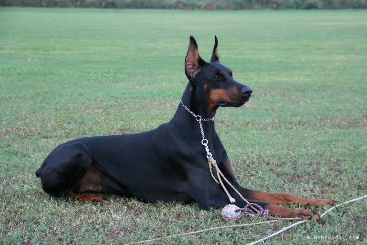 100%ヨーロッパタイプ｜藤原　五月(ふじわら　さつき)ブリーダー(千葉県・ドーベルマンなど・日本警察犬協会（PD）登録)の紹介写真2