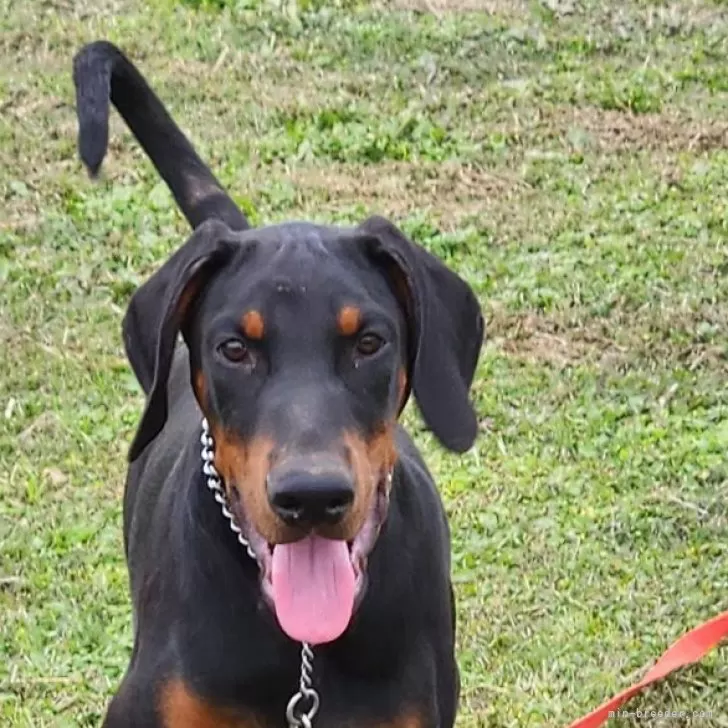 ID:2409-01163の子犬