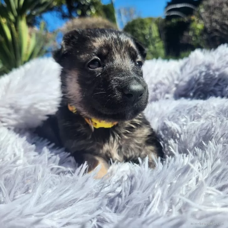 ID:2404-04541の子犬