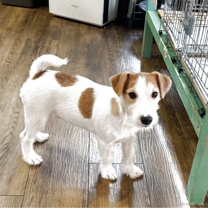 ID：2505-02718の子犬