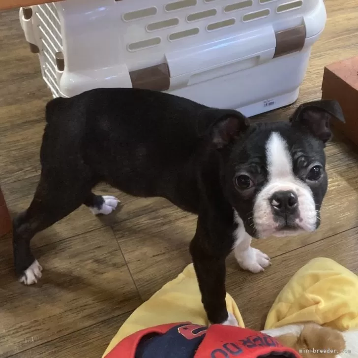 ID:2411-02126の子犬