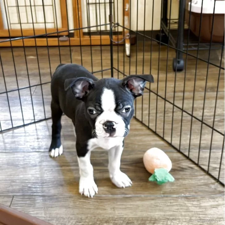 ボストンテリア 鬼沢 正道 | コーヒーとイヌ #bostonterrier #ボストンテリア