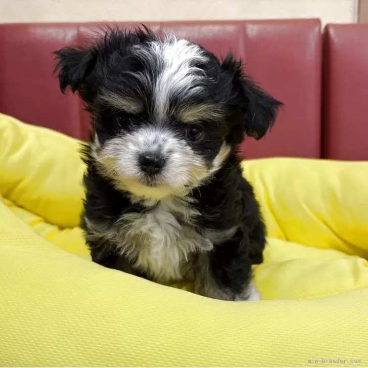 ID:2507-08294の子犬