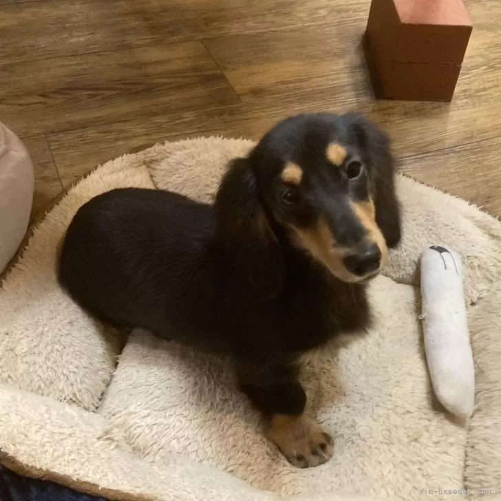 ID：2410-04028の子犬