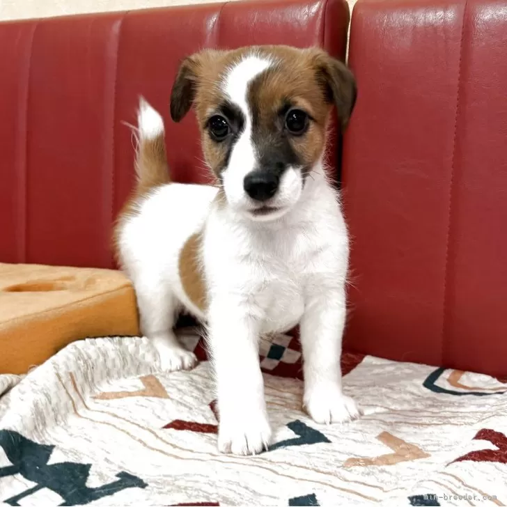 T.M 様のお迎えした子犬