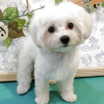マルプー(トイプードル×マルチーズ)【京都府・女の子・2025年6月15日・ホワイト】の写真「元気でなつっこいマルプーちゃん」