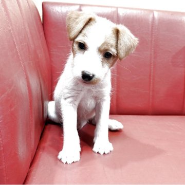 ジャックラッセルテリア【京都府・女の子・2025年10月10日・ホワイト&タン】の写真「元気で賢いジャックラッセルテリア」