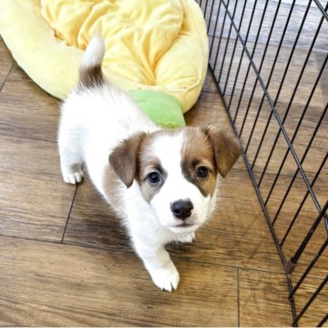 ジャックラッセルテリア【京都府・男の子・2025年10月5日・ホワイト&タン】の写真「元気で賢いジャックラッセルテリア」