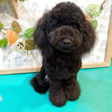 トイプードル(トイ)【京都府・男の子・2025年2月24日・ブルー】の写真「元気なコロコロプードルです。」