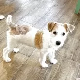 ジャックラッセルテリア