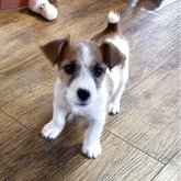 ジャックラッセルテリア